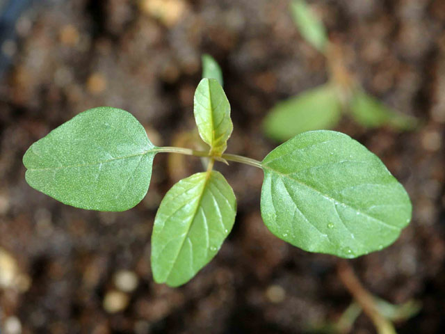 This little seedling looks fairly harmless, but Palmer amaranth quickly becomes aggressive. (Photo by Aaron Hager, University of Illinois)